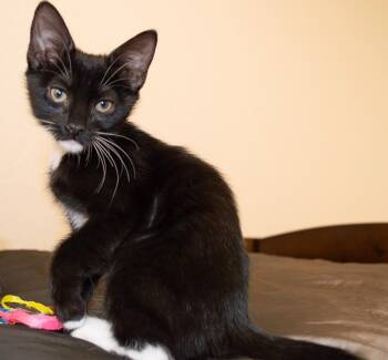 Rescue Tuxedo Cats for Adoption in Miami, Florida - Yin | PetCurious