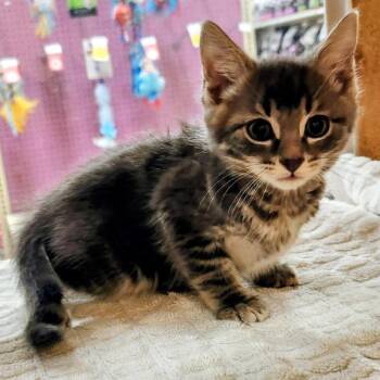 Domestic Short Hair Cats Available for Adoption in Pasadena, California - Miny | PetCurious