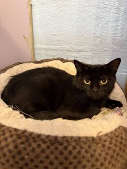 Rescue Domestic Short Hair Cats for Adoption in West Mifflin, Pennsylvania - Joplin | PetCurious