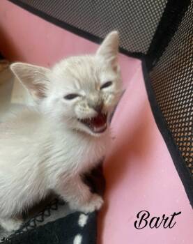 Domestic Short Hair and Siamese Cats Available for Adoption in Campbell, California - Bart | PetCurious