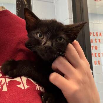 Lorraine -  Domestic Short Hair Cat for Adoption in Martinsville, Virginia - Lorraine | PetCurious