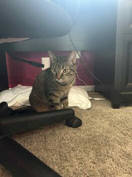 Rescue Domestic Short Hair and Tabby Cats for Adoption in Campbellsville, Kentucky - Turbo Granny | PetCurious