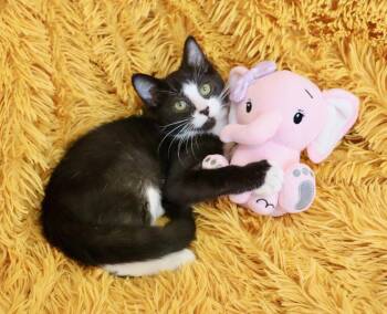 Kelly -  Tuxedo Cat for Adoption in St. Augustine, Florida - Kelly | PetCurious