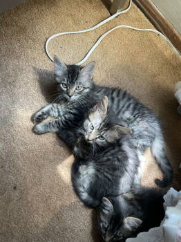 Rescue Domestic Medium Hair Cats for Adoption in Davis, California - Cindy | PetCurious