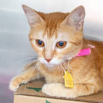 KITEFIN SHARK -  Domestic Short Hair Cat for Adoption in St. Louis, Missouri - KITEFIN SHARK | PetCurious