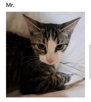 Rescue Domestic Short Hair Cats for Adoption in La Canada Flintridge, California - Mr | PetCurious