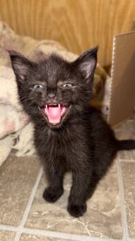 Rescue Domestic Short Hair Cats for Adoption in Johnson City, Tennessee - Arlo | PetCurious