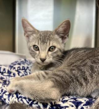 Tortilla -  Domestic Short Hair Cat for Adoption in Sioux City, Iowa - Tortilla | PetCurious