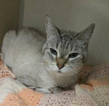 Jojo -  Domestic Short Hair Cat for Adoption in East Brookfield, Massachusetts - Jojo | PetCurious