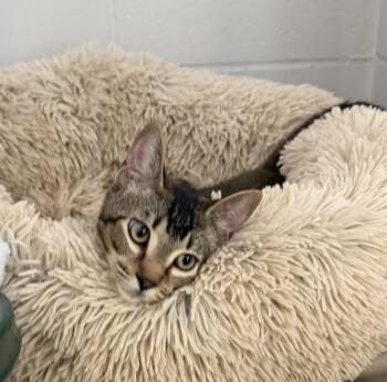 Race Trac -  Domestic Short Hair Cat for Adoption in Slidell, Louisiana - Race Trac | PetCurious