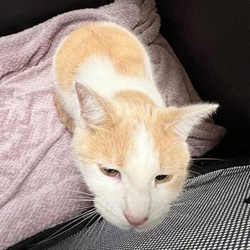 Champion -  Domestic Short Hair Cat for Adoption in Philadelphia, Pennsylvania - Champion | PetCurious
