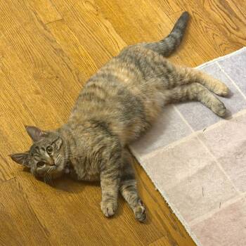 Domestic Short Hair Cats Available for Adoption in Woodinville, Washington - Una | PetCurious