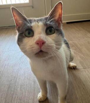 Domestic Short Hair Cats Available for Adoption in Grand Bay, Alabama - Simon | PetCurious