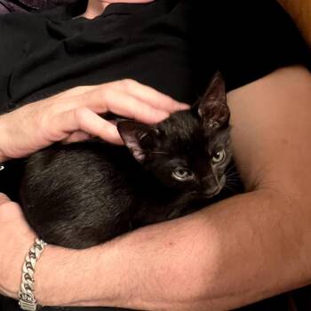 Domestic Medium Hair Cats Available for Adoption in Los Angeles, California - Maisie | PetCurious