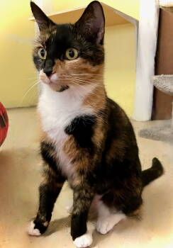 Rescue Calico Cats for Adoption in Flint Hill, Virginia - Hope | PetCurious