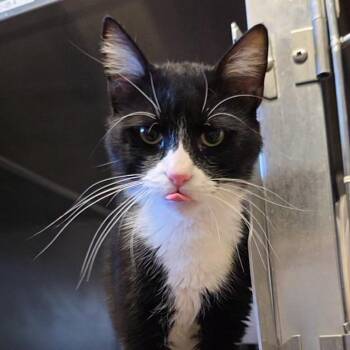 Firas -  Domestic Short Hair Cat for Adoption in Bristol, Indiana - Firas | PetCurious