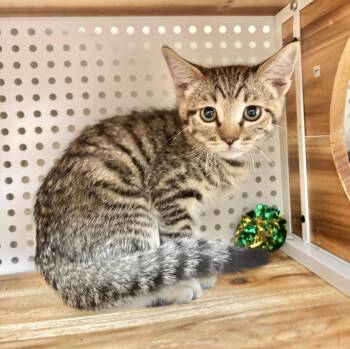 Drogon -  Domestic Short Hair Cat for Adoption in Mission Viejo, California - Drogon | PetCurious