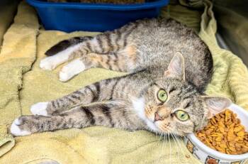 Honey Bee -  Domestic Short Hair Cat for Adoption in Dalton, Georgia - Honey Bee | PetCurious