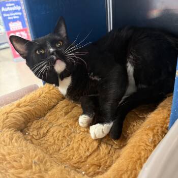 Sylvester -  Domestic Short Hair Cat for Adoption in Fresno, California - Sylvester | PetCurious