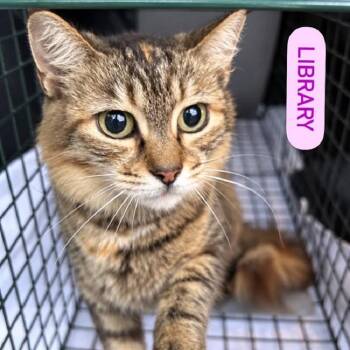 LIBRARY -  Tabby Cat for Adoption in Pegram, Tennessee - LIBRARY | PetCurious