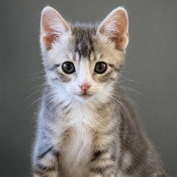 SIMBA -  Domestic Short Hair Cat for Adoption in Auburn, California - SIMBA | PetCurious