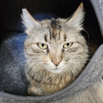Stratogale -  Domestic Medium Hair Cat for Adoption in Las Vegas, Nevada - Stratogale | PetCurious