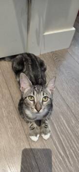Crescent -  Domestic Short Hair Cat for Adoption in Burnaby, British Columbia - Crescent | PetCurious