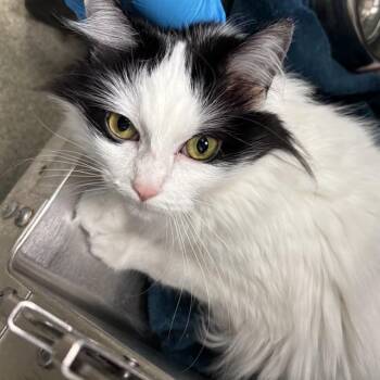 ROLY-POLY -  Domestic Long Hair Cat for Adoption in Oklahoma City, Oklahoma - ROLY-POLY | PetCurious