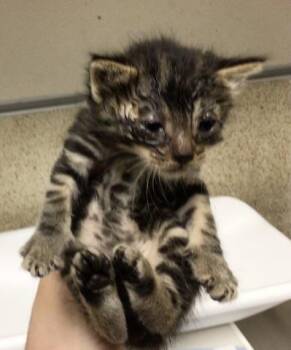 Domestic Short Hair Cats Available for Adoption - APOLLO | PetCurious