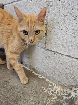Domestic Short Hair Cats Available for Adoption in Ontario, California - Elva | PetCurious