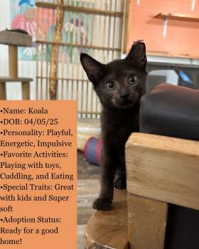 Rescue American Shorthair Cats for Adoption in Lakeland, Florida - Koala | PetCurious