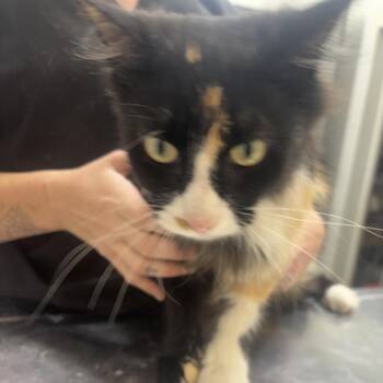 Madea -  Domestic Long Hair Cat for Adoption in Clanton, Alabama - Madea | PetCurious