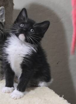 Feyre -  Tuxedo Cat for Adoption in Mesa, Arizona - Feyre | PetCurious