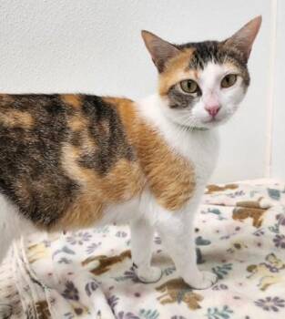 Domestic Short Hair Cats Available for Adoption in West Chester, Pennsylvania - Eustacia | PetCurious
