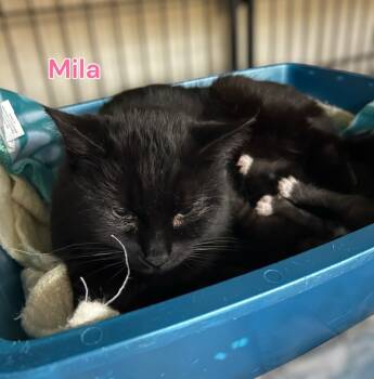 Rescue Domestic Short Hair Cats for Adoption in Jim Thorpe, Pennsylvania - Mila | PetCurious