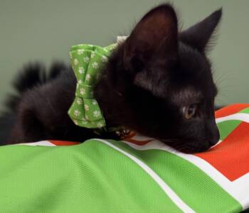 Bean -  Domestic Short Hair Cat for Adoption in Syosset, New York - Bean | PetCurious