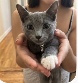 Hertz (Bonded to Buzz) -  Domestic Short Hair Cat for Adoption in New York, New York - Hertz (Bonded To Buzz) | PetCurious