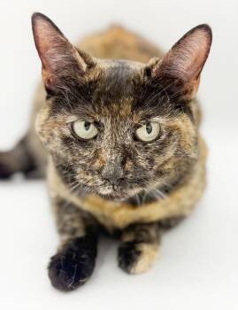 Tortoiseshell Cats Available for Adoption in Bedford Hills, New York - Stella Can
