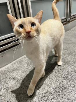 SPARKY -  Domestic Short Hair Cat for Adoption in San Francisco, California - SPARKY | PetCurious