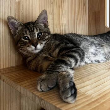 Hans -  Domestic Short Hair Cat for Adoption in Yucca Valley, California - Hans | PetCurious