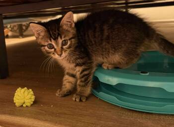 Rescue Domestic Short Hair Cats for Adoption in Sioux Falls, South Dakota - Bubbles | PetCurious