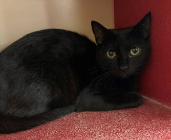 Rescue Domestic Short Hair Cats for Adoption in Texarkana, Texas - Scribble | PetCurious