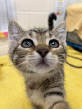 Zoe -  Domestic Short Hair Cat for Adoption in Santa Rosa, California - Zoe | PetCurious