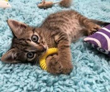 Rescue Domestic Short Hair Cats for Adoption in Liverpool, Texas - Rogue | PetCurious