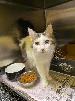 Domestic Long Hair Cats Available for Adoption in Jackson, Tennessee - Penelope | PetCurious