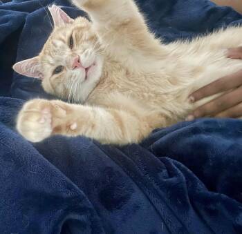 Linden -  Tabby and Domestic Short Hair Cat for Adoption in Vaughan, Ontario - Linden | PetCurious