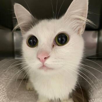 Domestic Short Hair Cats Available for Adoption in Los Angeles, California - Velvet Dress | PetCurious