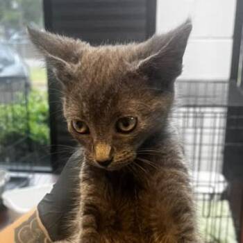Hemingway -  Domestic Short Hair Cat for Adoption in Gadsden, Alabama - Hemingway | PetCurious