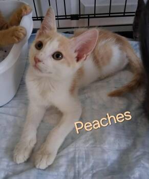 Rescue Domestic Short Hair Cats for Adoption in Little River, South Carolina - Peaches | PetCurious