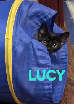 Comedy Club - Lucy -  Domestic Short Hair Cat for Adoption in Leesburg, Virginia - Comedy Club - Lucy | PetCurious